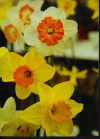 Catisfield 
         Horticultural Society Spring Show 1996  