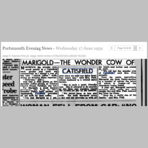 1955MarigoldthewondercowofCatisfield.JPG